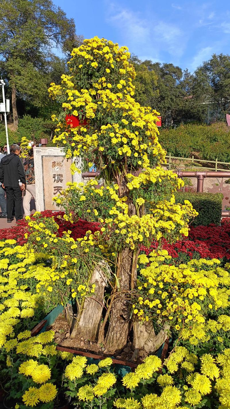 菊花是什么城市的市花?这些城市用它书写风骨 光照与水肥精准方案