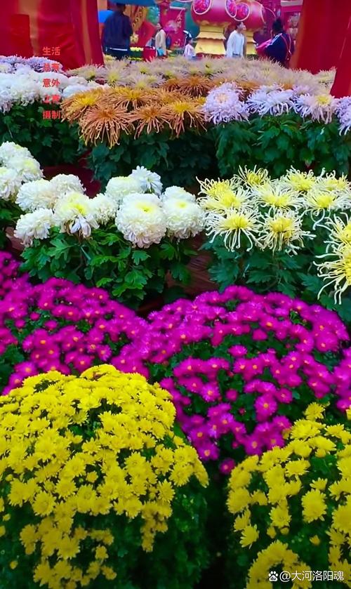 菊花是什么城市的市花?这些城市用它书写风骨 越冬与越夏管理
