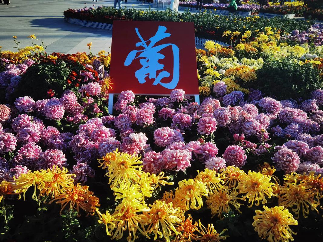 菊花是什么城市的市花?这些城市用它书写风骨 盆栽/地栽选择决策