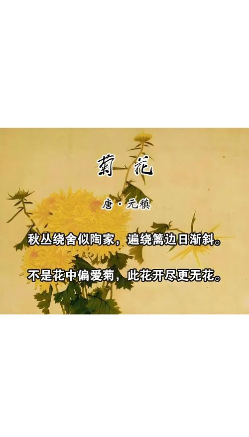 菊花是什么城市的市花?这些城市用它书写风骨 常见误区与纠正