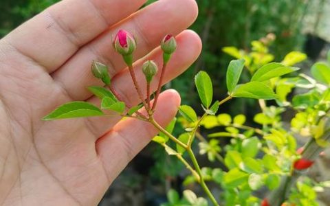 木香花是蔷薇花吗？一篇看懂木香花的品种真相与养护要点