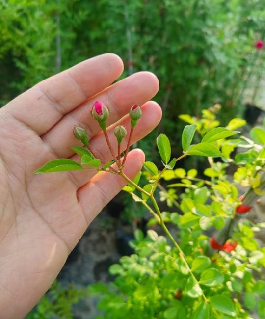 木香花是蔷薇花吗？一篇看懂木香花的品种真相与养护要点