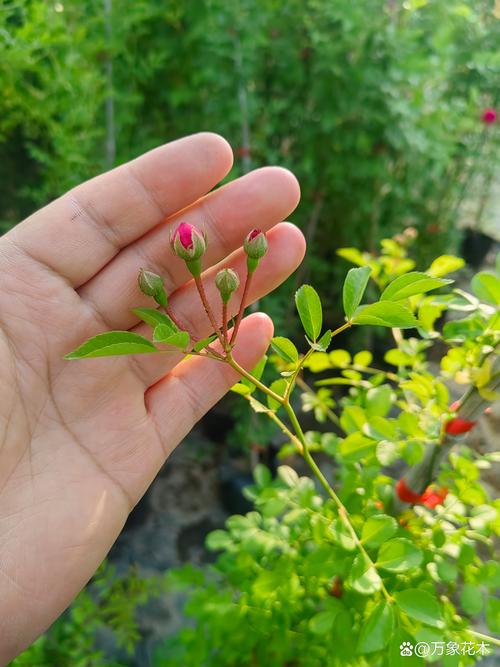木香花是蔷薇花吗?一篇看懂木香花的品种真相与养护要点 品种基础档案