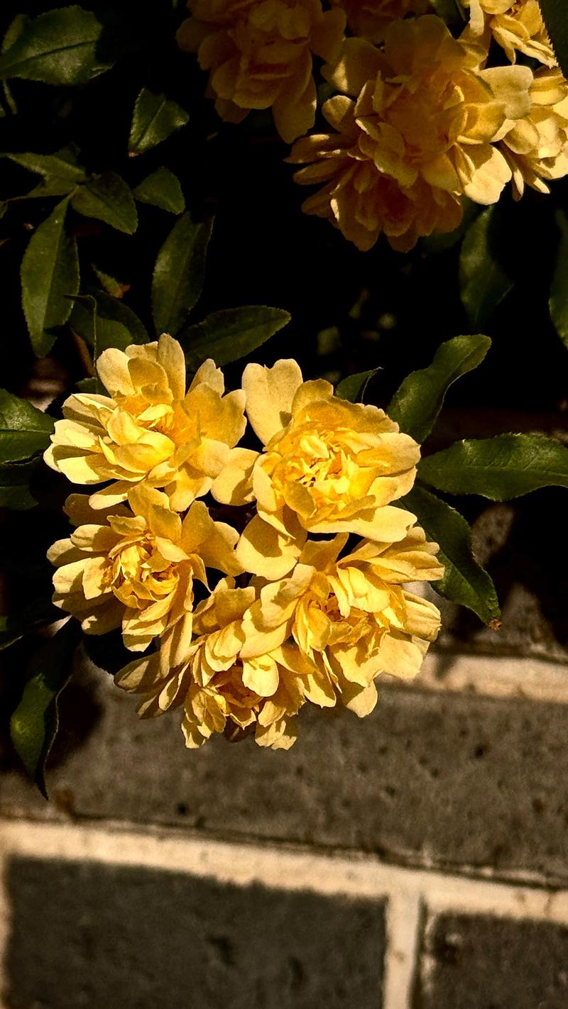 木香花是蔷薇花吗?一篇看懂木香花的品种真相与养护要点 光照与水肥精准方案