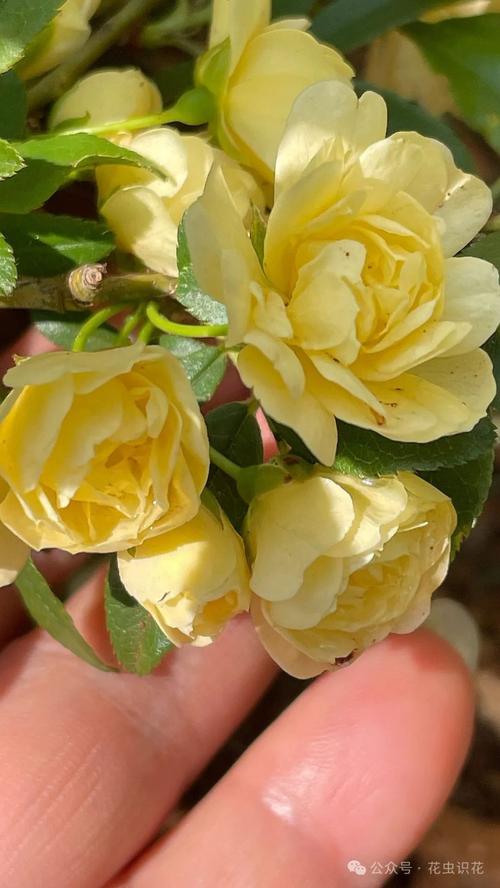 木香花是蔷薇花吗?一篇看懂木香花的品种真相与养护要点 FAQ