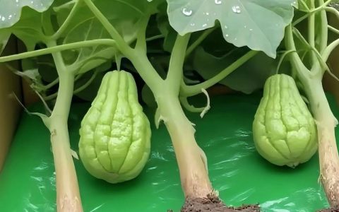 佛手瓜种植全攻略：从选种到丰收的7步实操指南