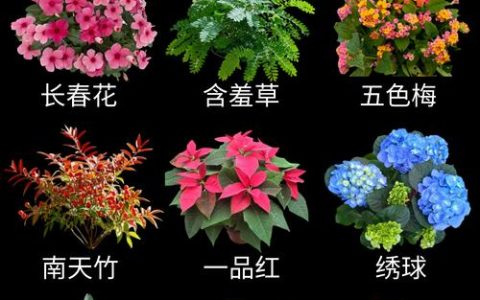 长春花毒性到底有多大？食用与药用安全禁忌全解析
