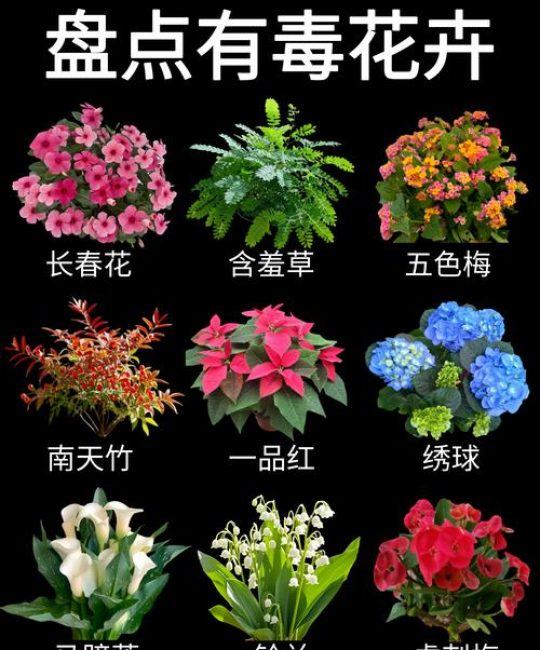 长春花毒性到底有多大？食用与药用安全禁忌全解析