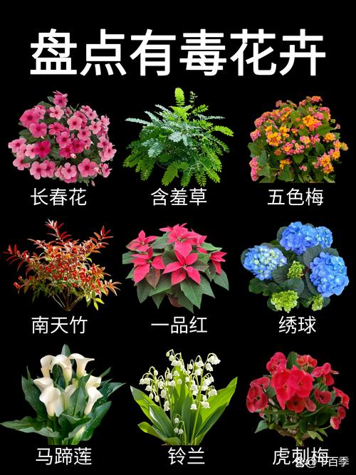 长春花毒性到底有多大?食用与药用安全禁忌全解析 长春花毒性到底有多大?食用与药用安全禁忌全解析