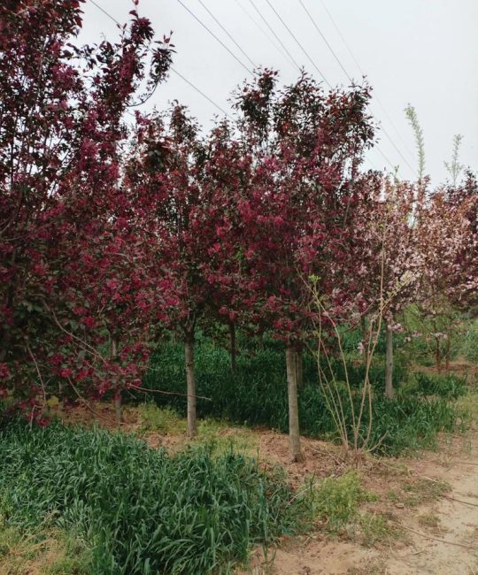 海棠树最适合嫁接苹果与花红，这六种砧木品种值得选择