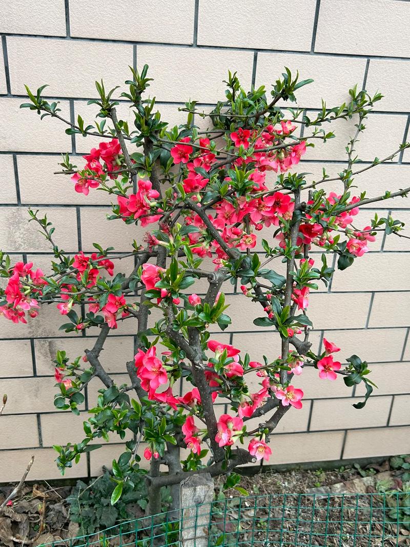 海棠树最适合嫁接苹果与花红,这六种砧木品种值得选择 嫁接后第3年挂果,第7年进入盛果期,2026年亩产值参考