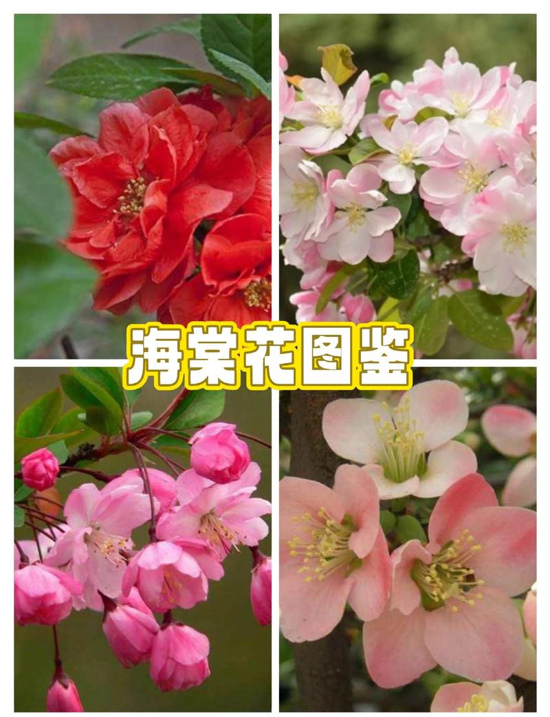 海棠树最适合嫁接苹果与花红,这六种砧木品种值得选择 砧木采购必须执行“一看嫁接口、二看根系、三看苗龄”三步法