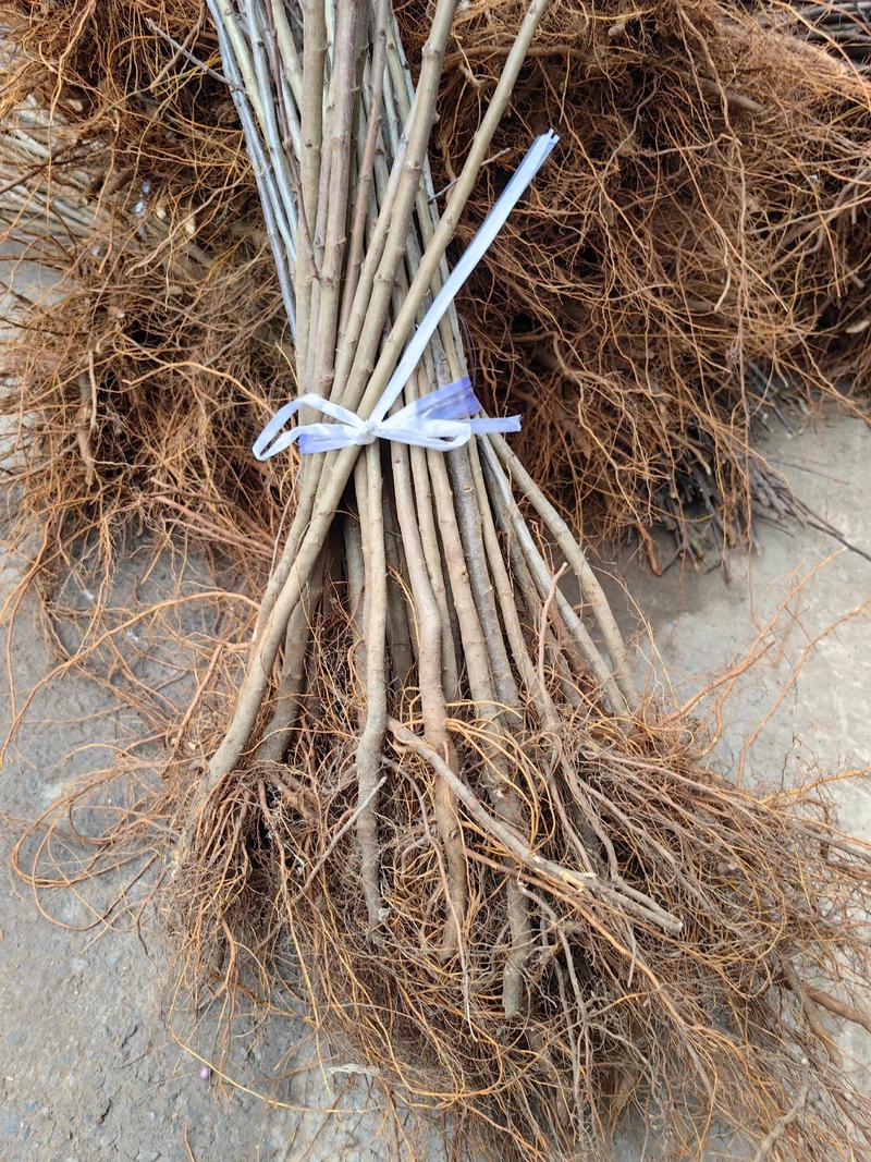 海棠树最适合嫁接苹果与花红,这六种砧木品种值得选择 常见失败原因诊断与纠正