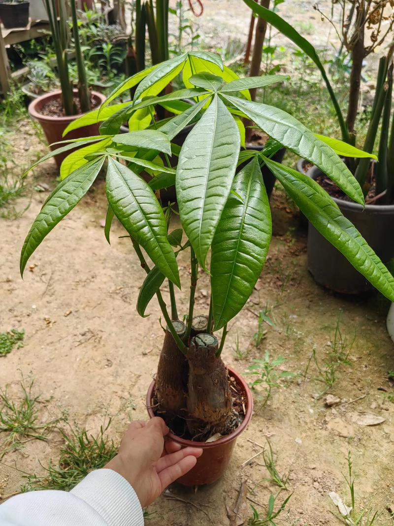 冬天可以移栽发财树吗?权威指南:条件、操作与南北差异全解析 二、冬季移栽的适宜条件