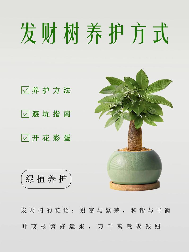 冬天可以移栽发财树吗?权威指南:条件、操作与南北差异全解析 一、发财树生长习性(核心数据)