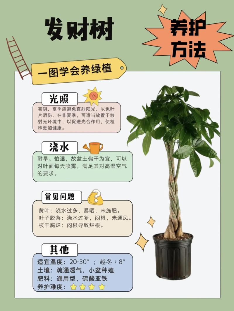 冬天可以移栽发财树吗?权威指南:条件、操作与南北差异全解析 四、南北种植差异化建议