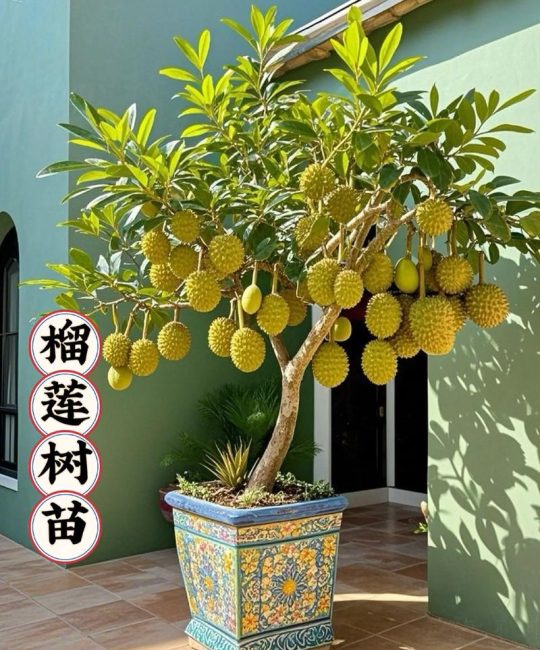 湖南种榴莲树会结果吗？花期果期与结果条件深度解析