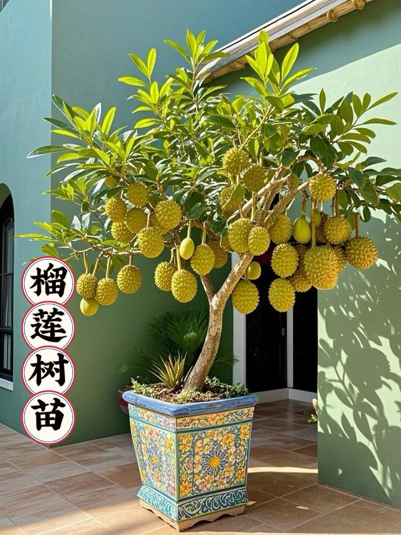 湖南种榴莲树会结果吗？花期果期与结果条件深度解析