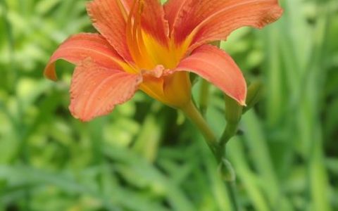 萱草花是黄花菜吗？一文看懂两者的区别与食用安全