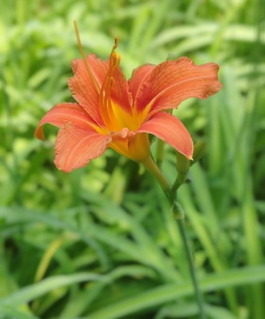 萱草花是黄花菜吗？一文看懂两者的区别与食用安全