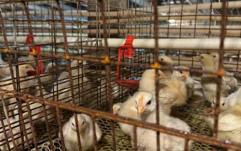 鸡苗多少钱批发？2025年最新价格参考与影响因素全解析