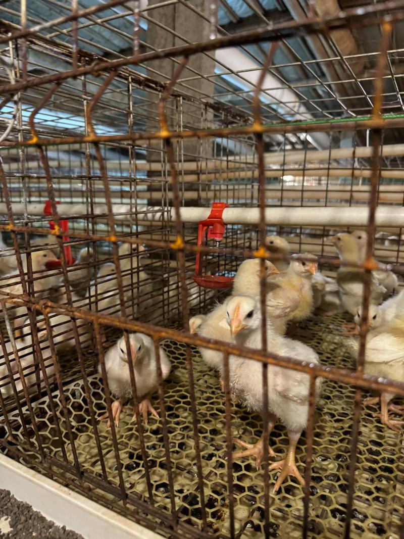鸡苗多少钱批发?2025年最新价格参考与影响因素全解析 鸡苗多少钱批发?2025年最新价格参考与影响因素全解析