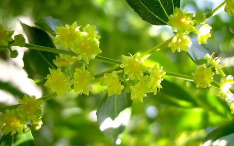 枣树什么时候开花？不同地区花期时间表及促花促果技巧