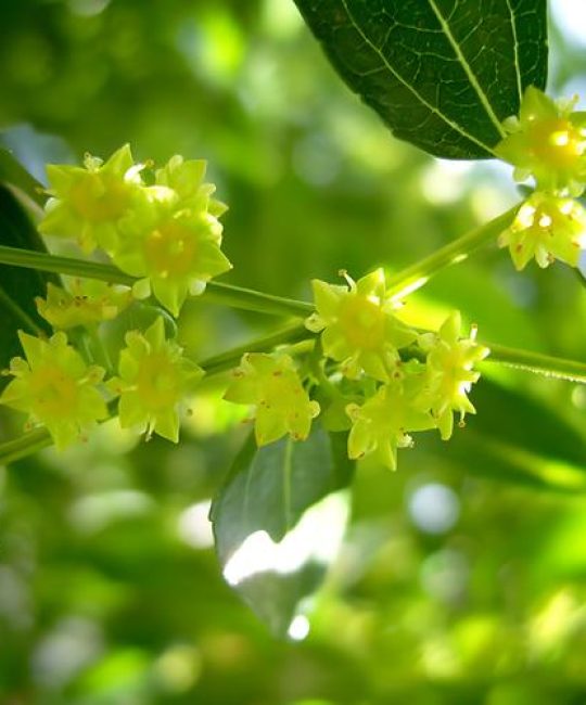 枣树什么时候开花？不同地区花期时间表及促花促果技巧