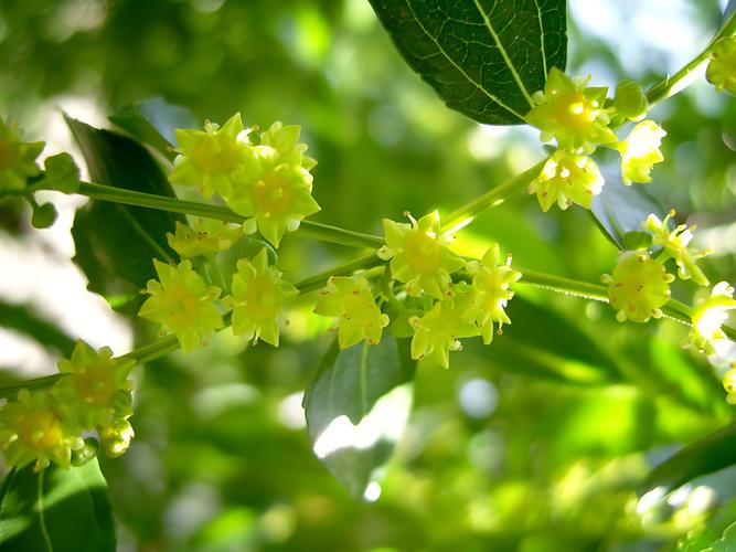 枣树什么时候开花?不同地区花期时间表及促花促果技巧 枣树什么时候开花?不同地区花期时间表及促花促果技巧
