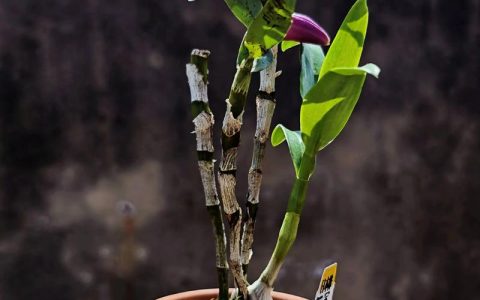 石斛粉和石斛花哪个好？全面对比6大维度帮你决策