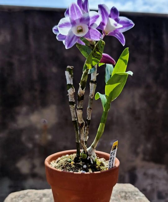 石斛粉和石斛花哪个好？全面对比6大维度帮你决策