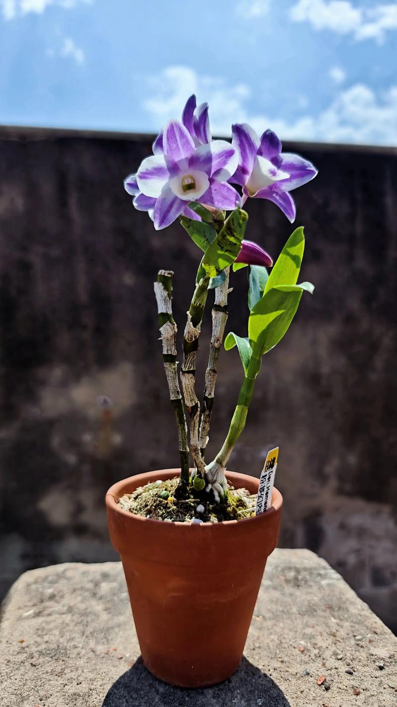 石斛粉和石斛花哪个好?全面对比6大维度帮你决策 石斛粉和石斛花哪个好?全面对比6大维度帮你决策