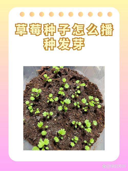 小草莓盆栽怎么养？从浇水到换盆的全方位养护指南