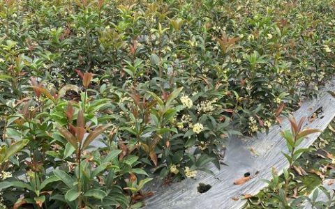 蜀桧苗多少钱一棵？2026年最新价格参考与影响因素详解