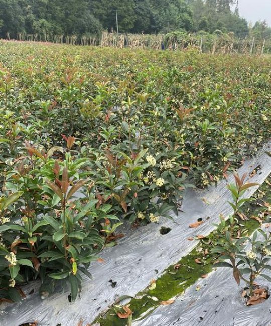 蜀桧苗多少钱一棵？2026年最新价格参考与影响因素详解
