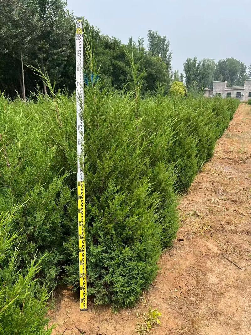 季节与采购量影响价格波动
