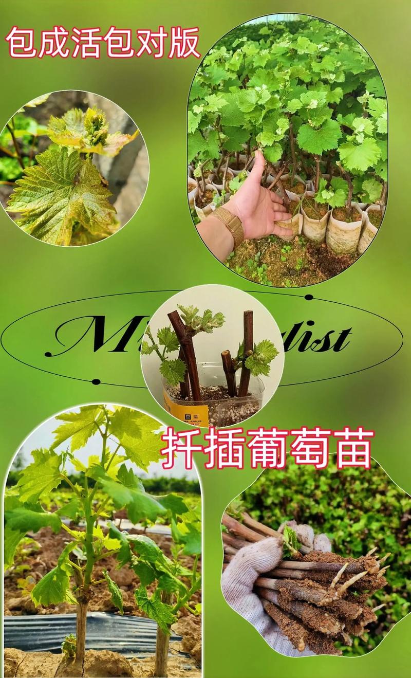 葡萄苗在哪里买?采购专家教你三步筛选靠谱渠道,避免买到假苗弱苗 总结:你的采购自查清单