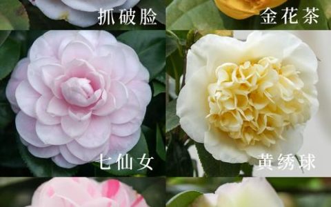 茶花种什么品种好？3大经典品种对比帮你快速抉择
