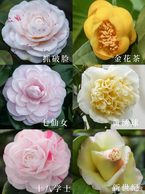 茶花种什么品种好?3大经典品种对比帮你快速抉择 品种基础档案