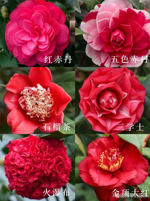 茶花种什么品种好?3大经典品种对比帮你快速抉择 修剪促花与越冬越夏策略