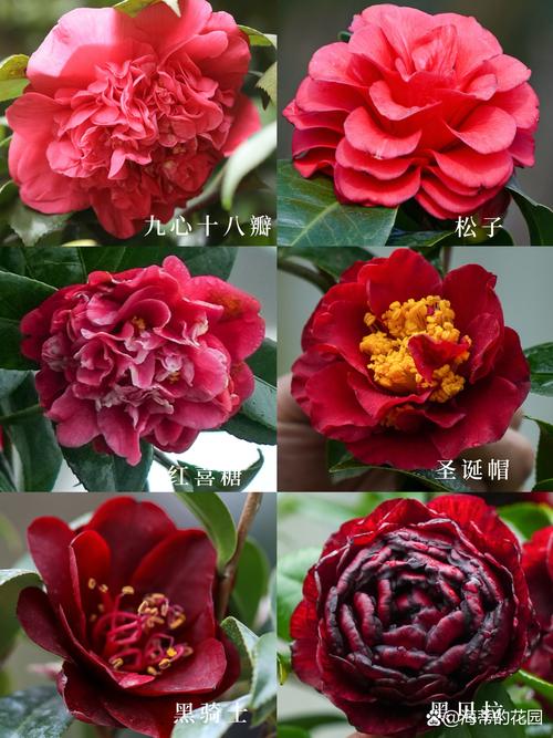 茶花种什么品种好?3大经典品种对比帮你快速抉择 光照与水肥精准方案