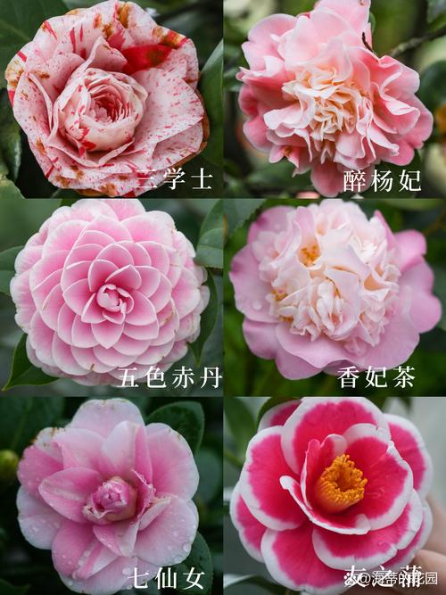 茶花种什么品种好?3大经典品种对比帮你快速抉择 常见误区与纠正
