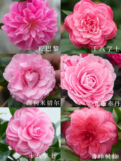 茶花种什么品种好?3大经典品种对比帮你快速抉择 总结:三个核心可执行动作