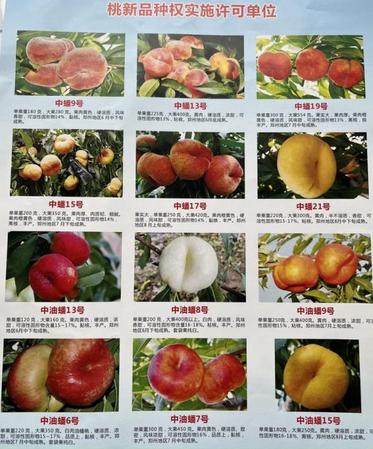 十大油桃品种排行榜：口感与产量双重巅峰
