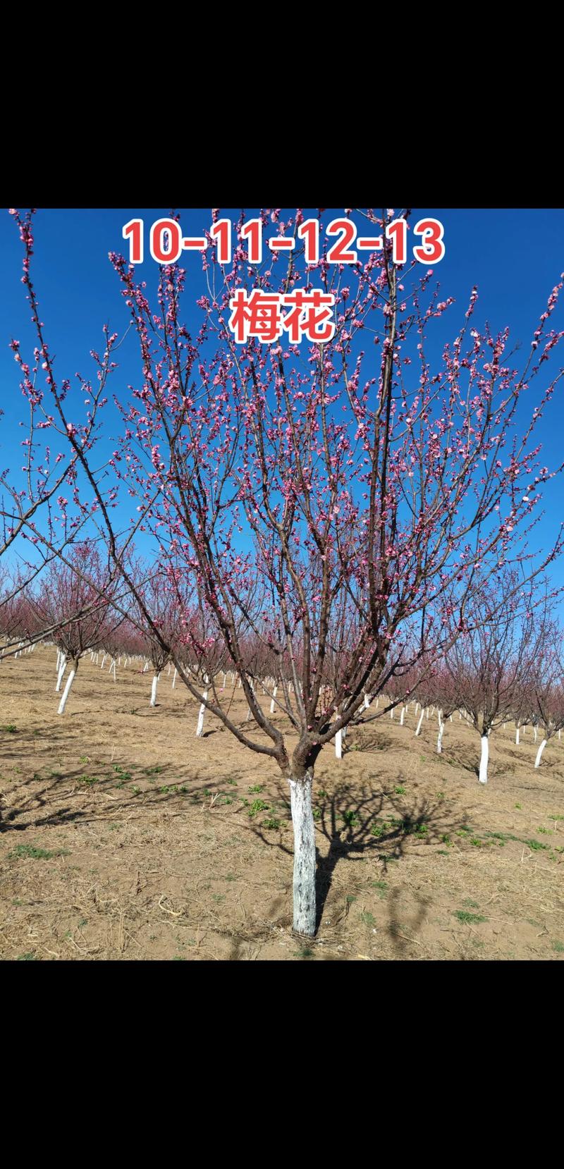 哪里有梅花苗子出售？资深苗木采购专家的渠道筛选与实核指南