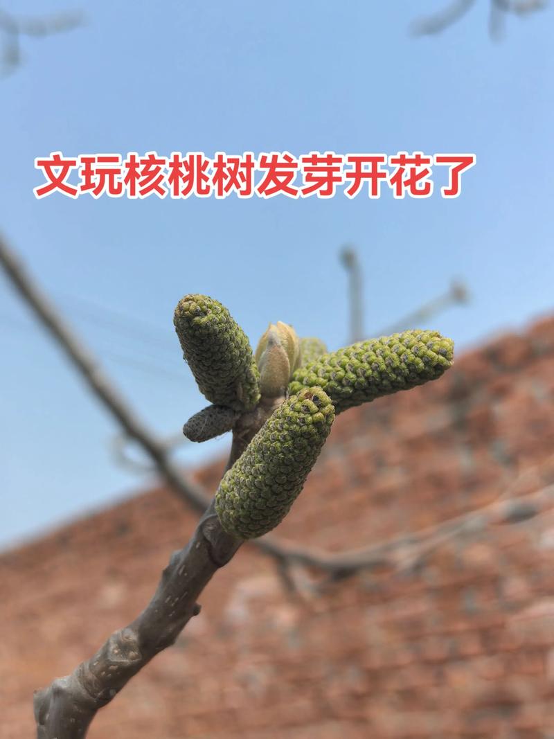 核桃树分公树和母树吗?雌雄同株异花是真相,配置授粉树才是增产核心 配置授粉树可提高坐果率30%以上,推荐主栽与授粉比例为8:1