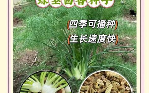 球茎茴香种植方法：从播种到收获的完整技术指南