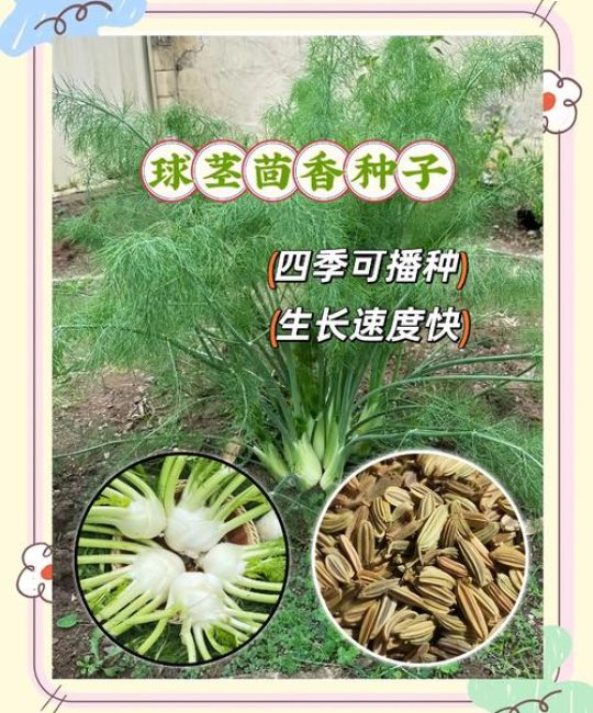 球茎茴香种植方法：从播种到收获的完整技术指南