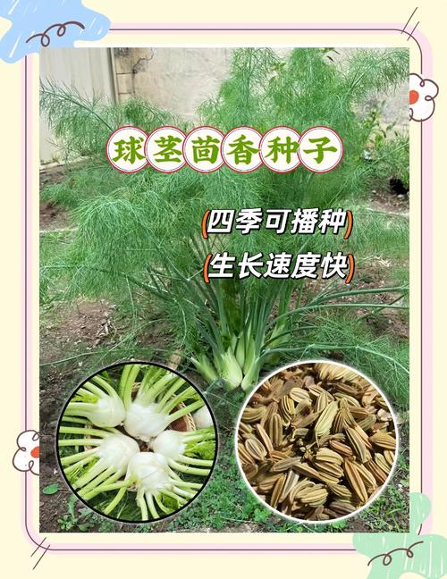 球茎茴香种植方法:从播种到收获的完整技术指南 1. 适宜时间规划