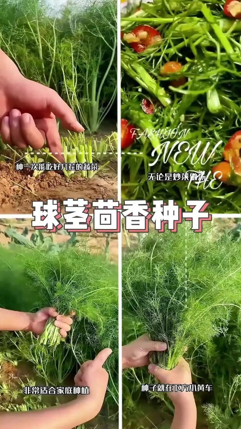球茎茴香种植方法:从播种到收获的完整技术指南 3. 栽前处理技术